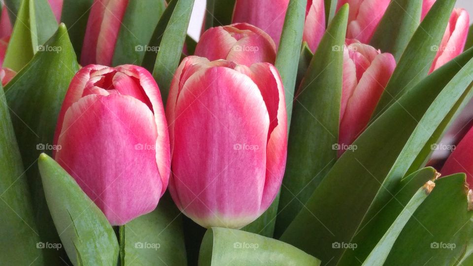 Bunch of pink tulips flowers in the spring