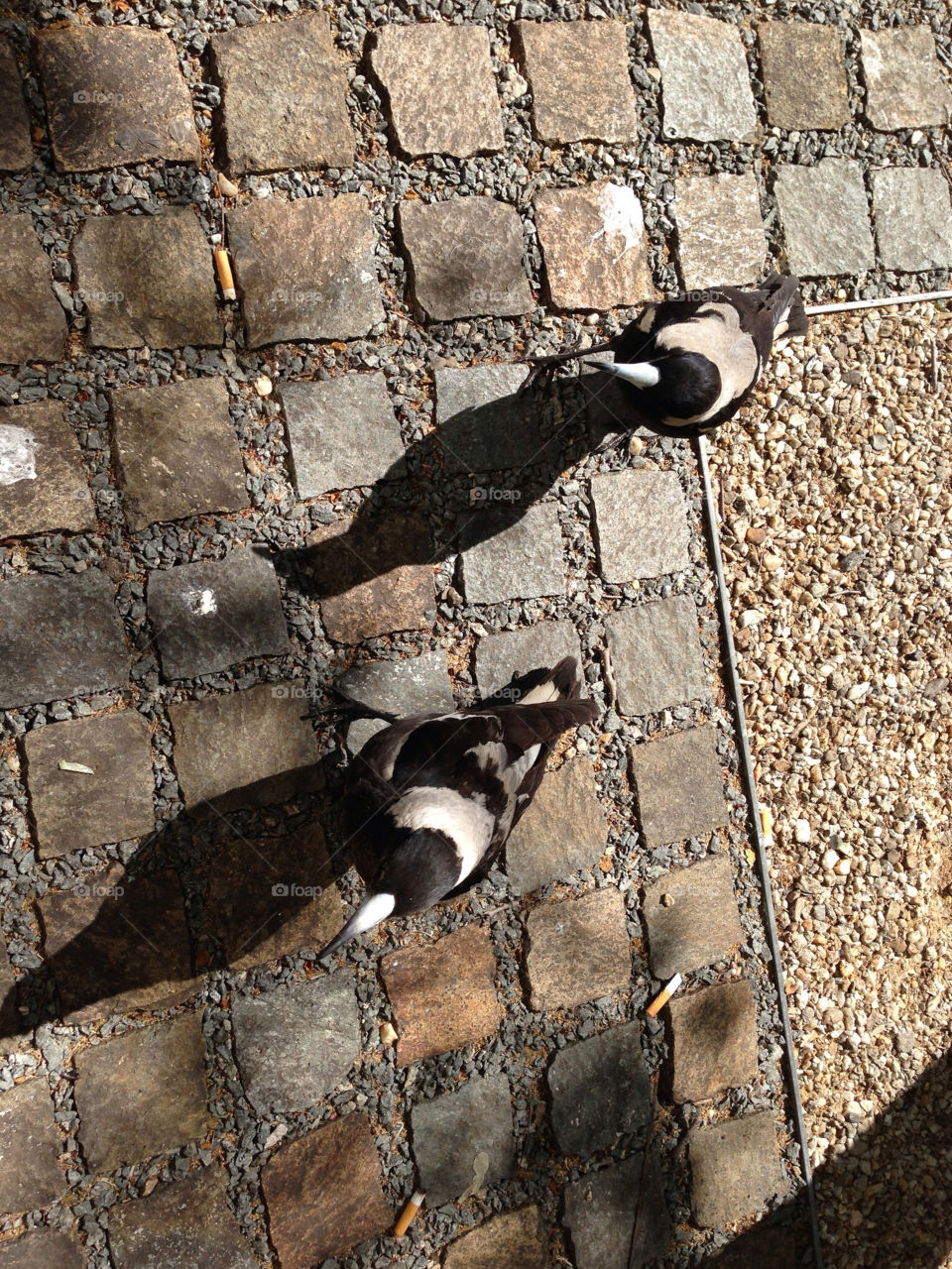 nature bird two animals by splicanka