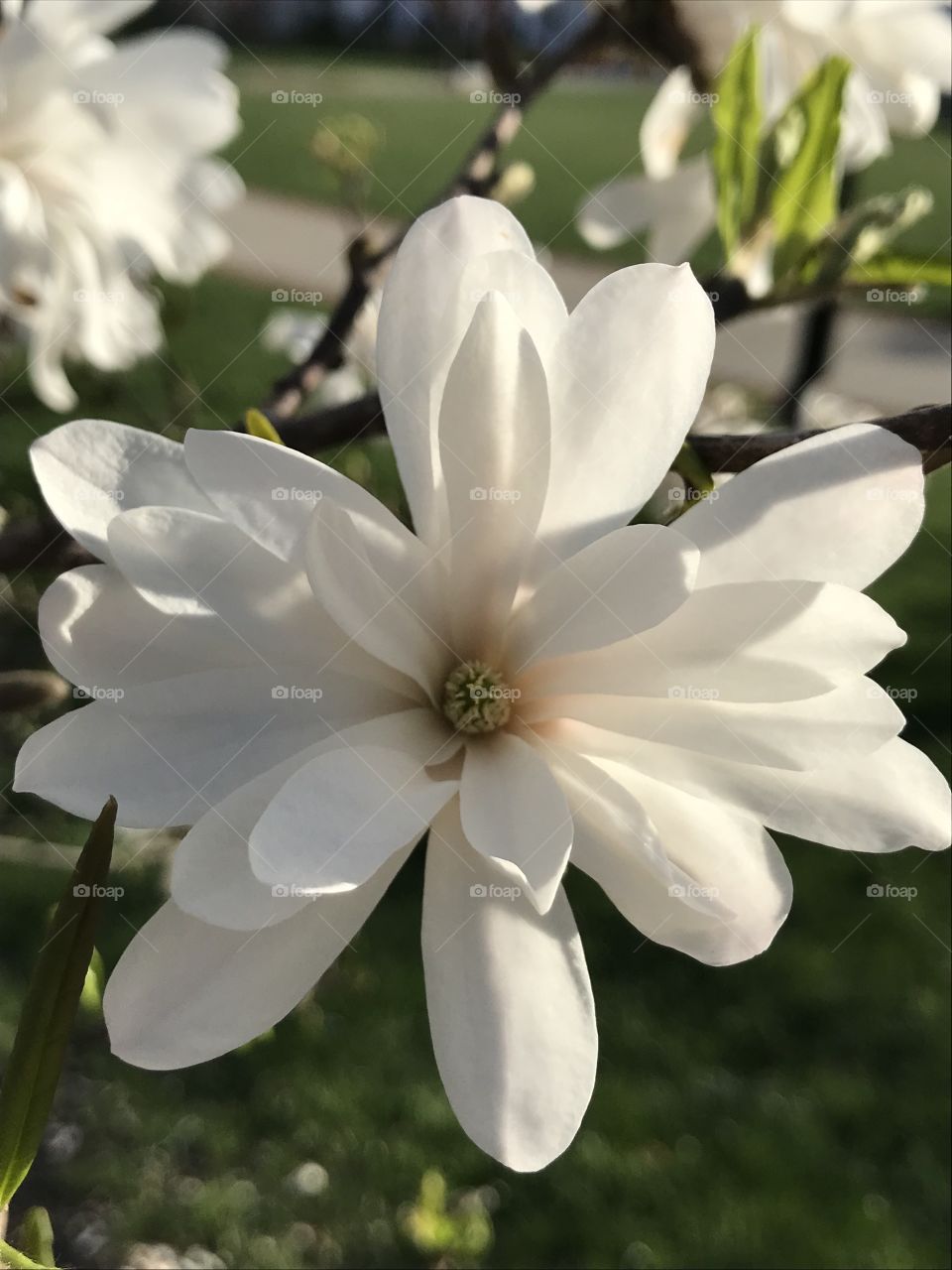 White flower 