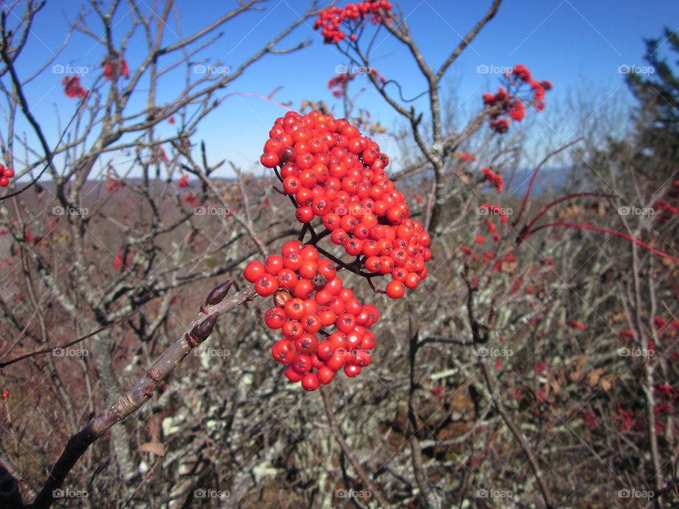 Berry Mountain 