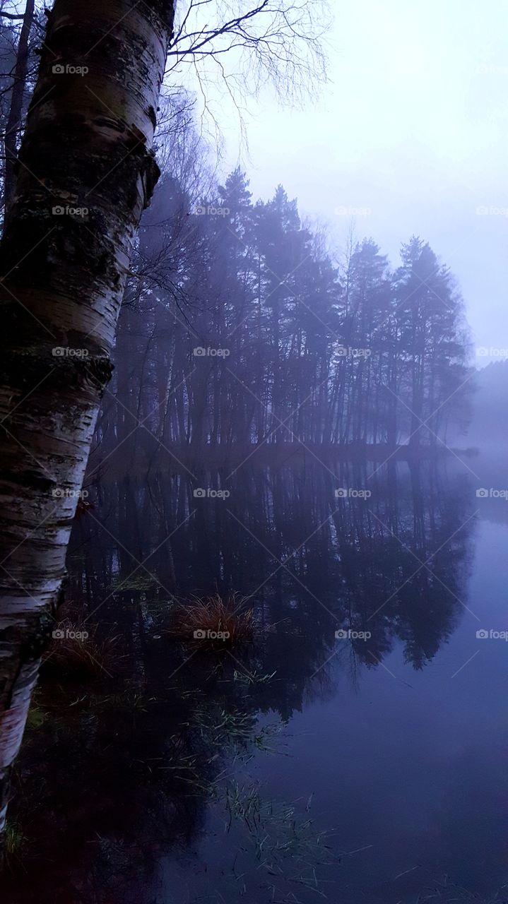 A lake in the forest.