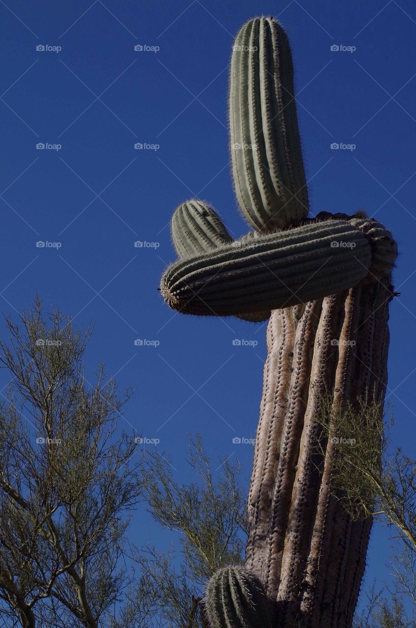 Pointing Cactus