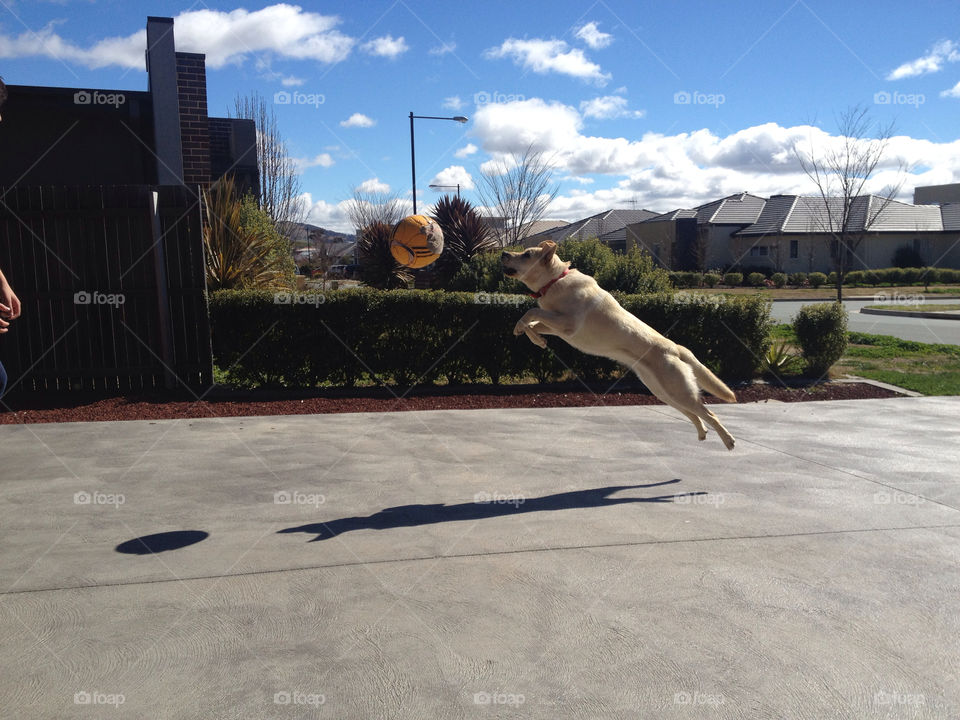 dog playing ball jumping by splicanka