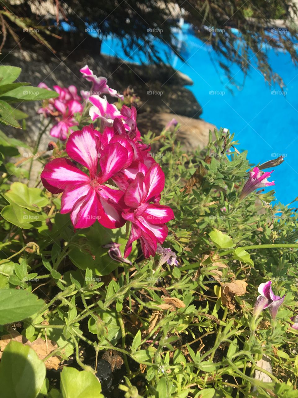 Bright pink flowers sit on the edge of a clear blue pool