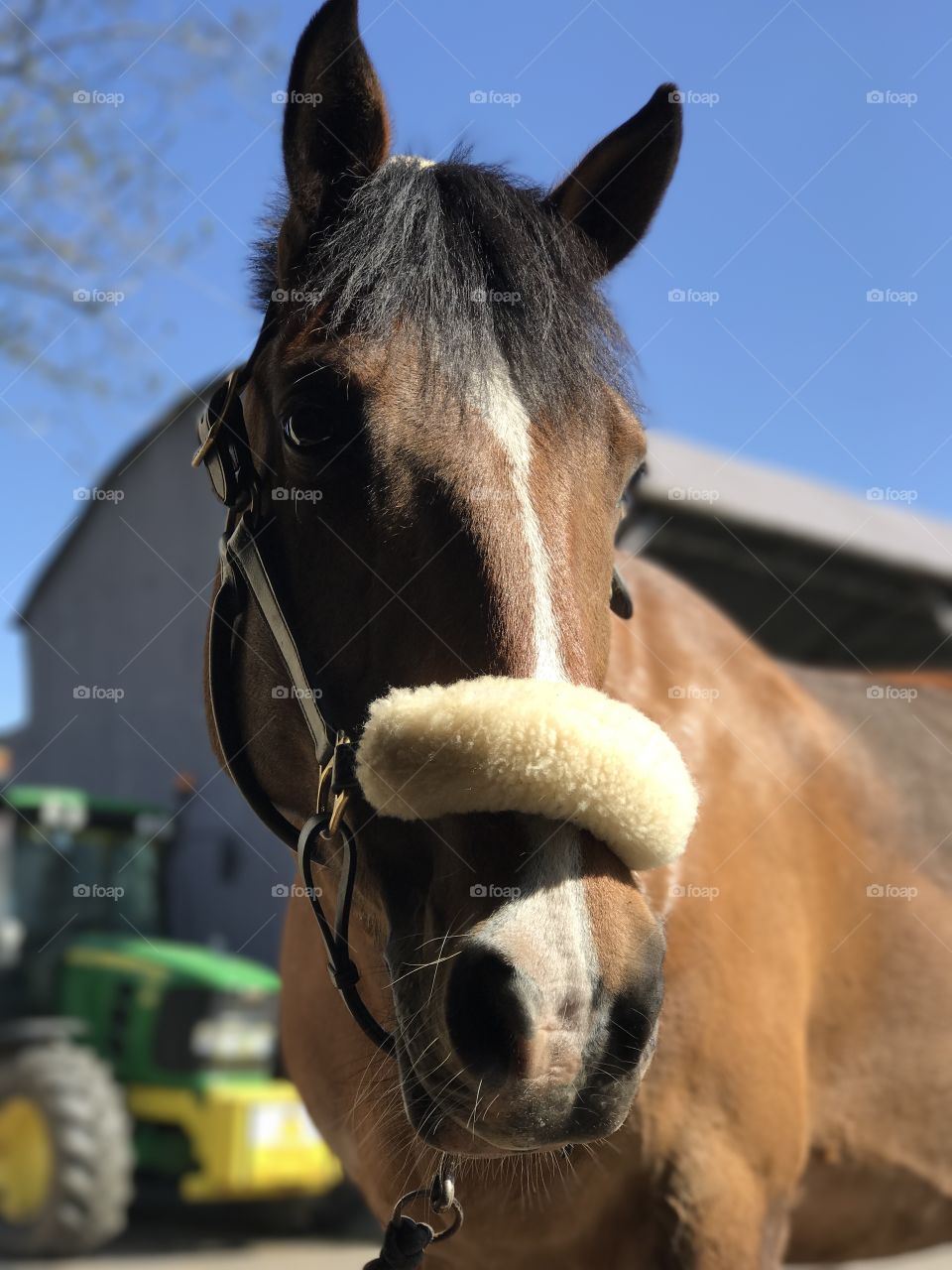 Horse portrait. 