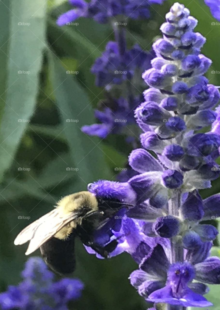 Bumblebee on Purple flowers