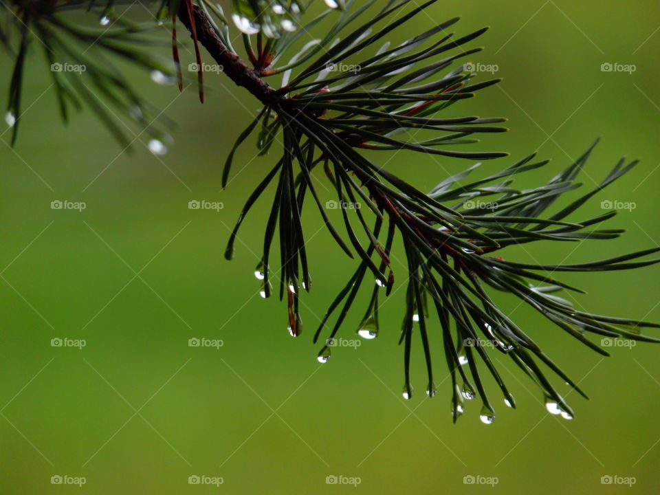 Water drops on the pine needles of the pine tree.