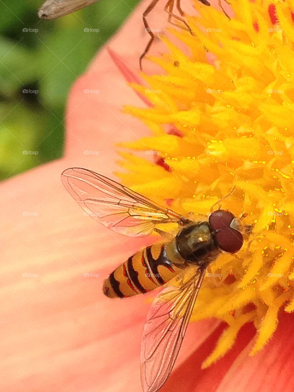 sweden garden flower sommar by elluca