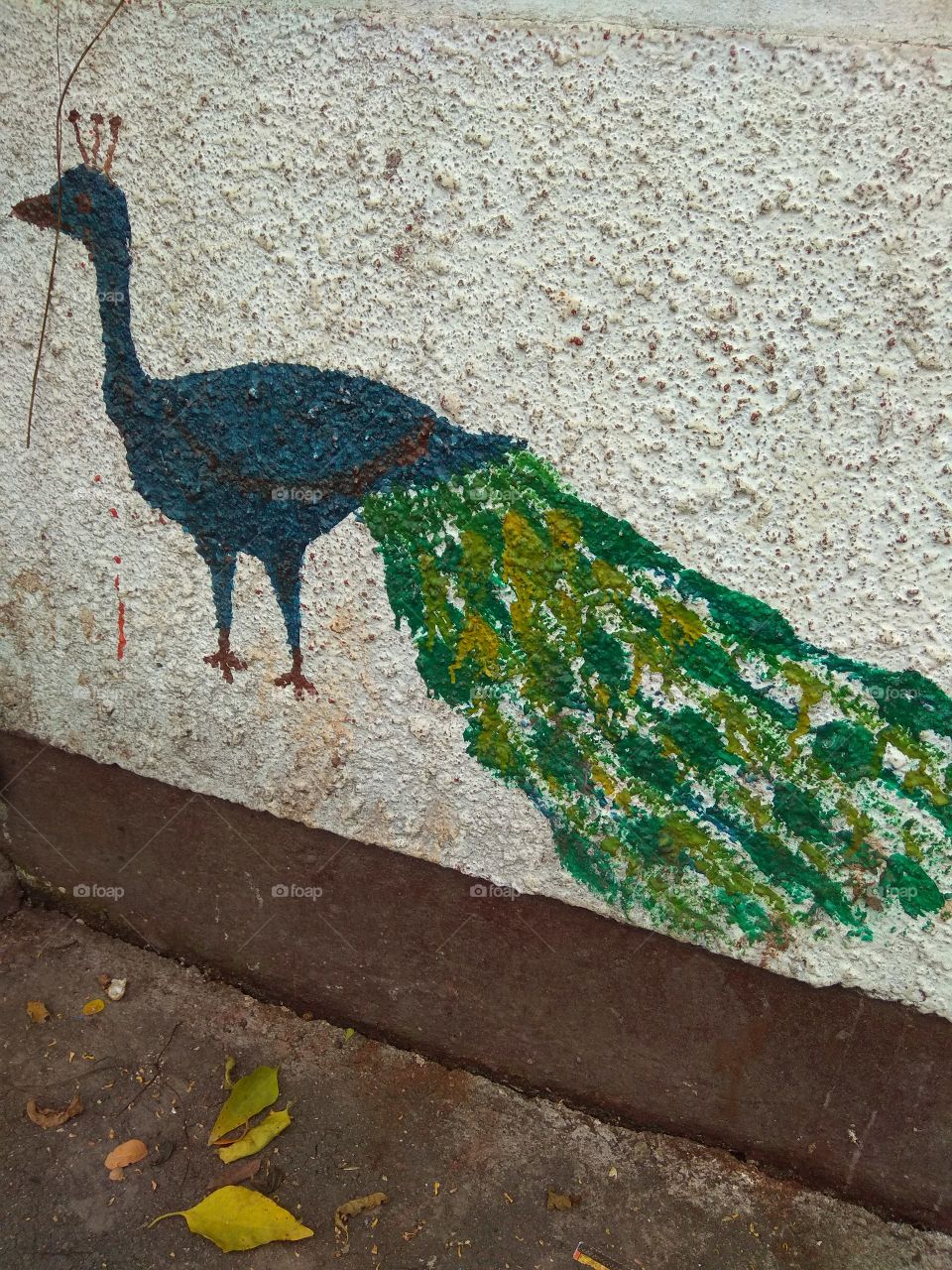 peacock on the wall
