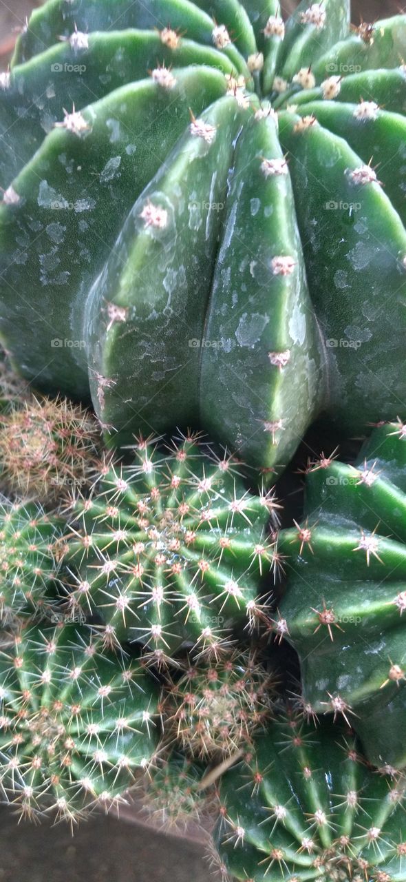 dwarf cactus