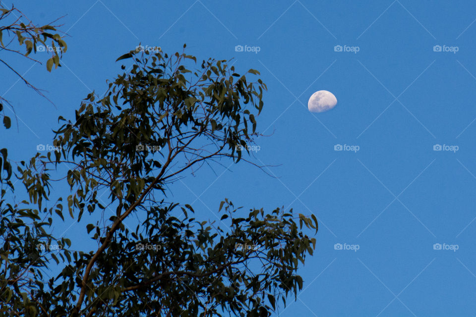 Moon during the day through eucalyptus Tree