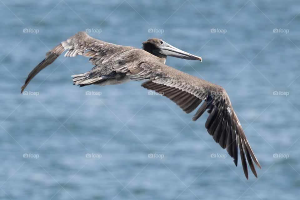 Pelican Big Sur, CA