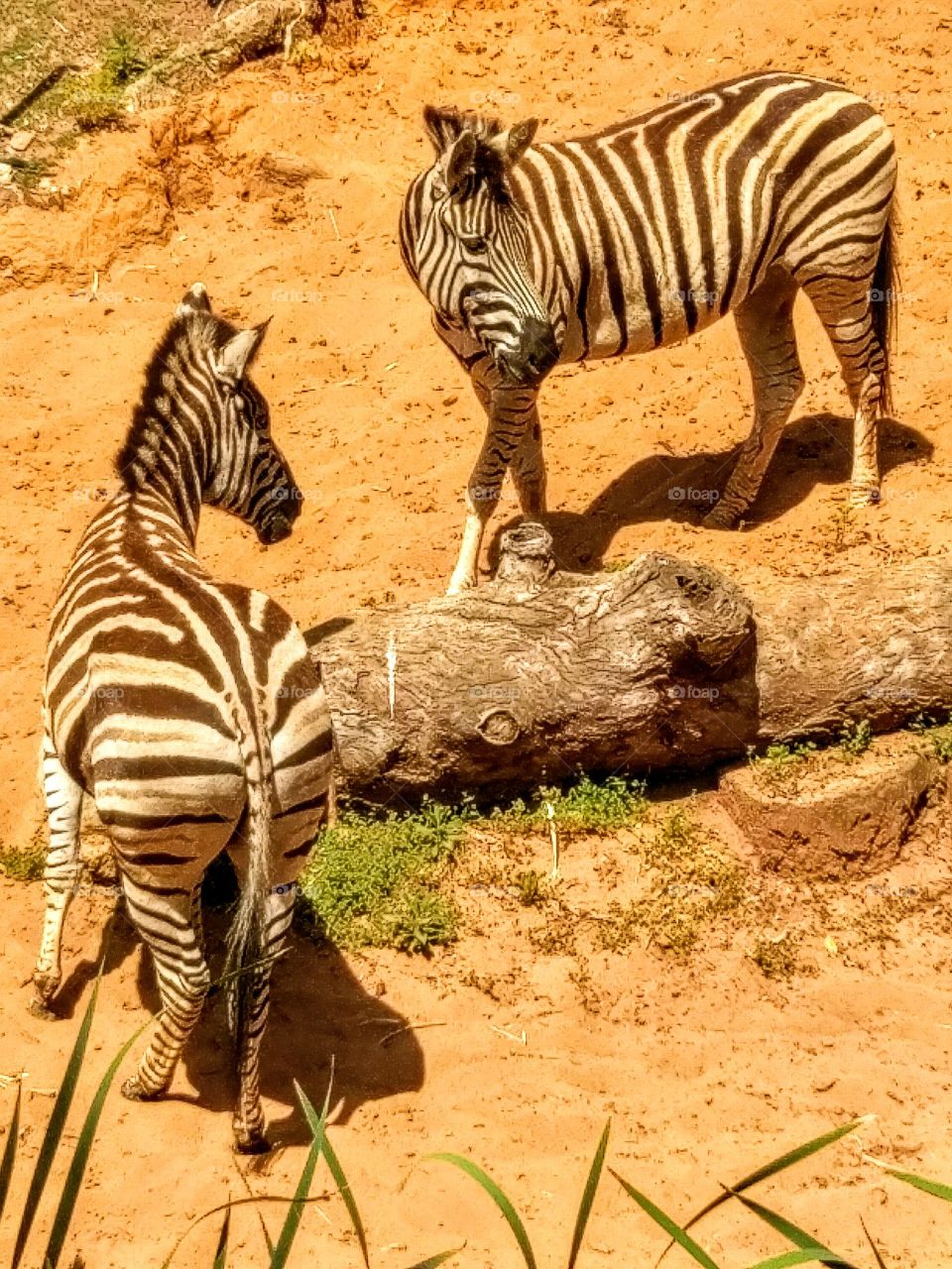 Elevated view of two zebra