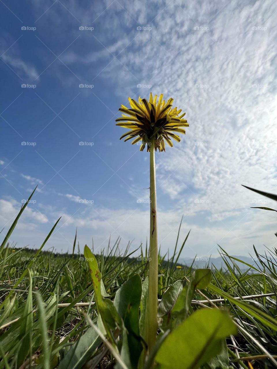 Yellow dandelion from the bottom up