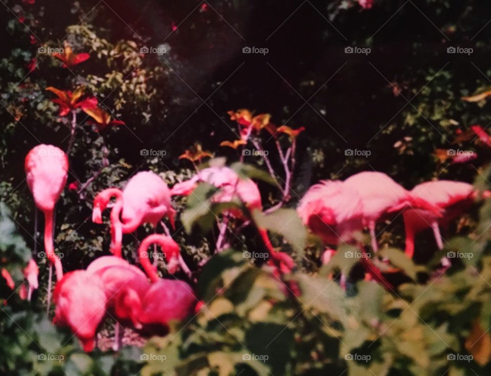Flamingos