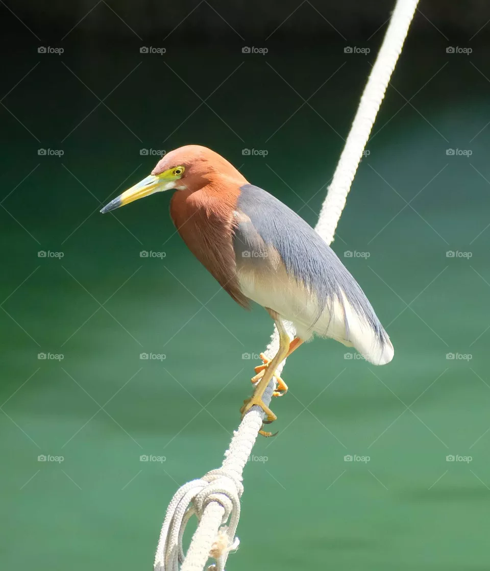 brown bird