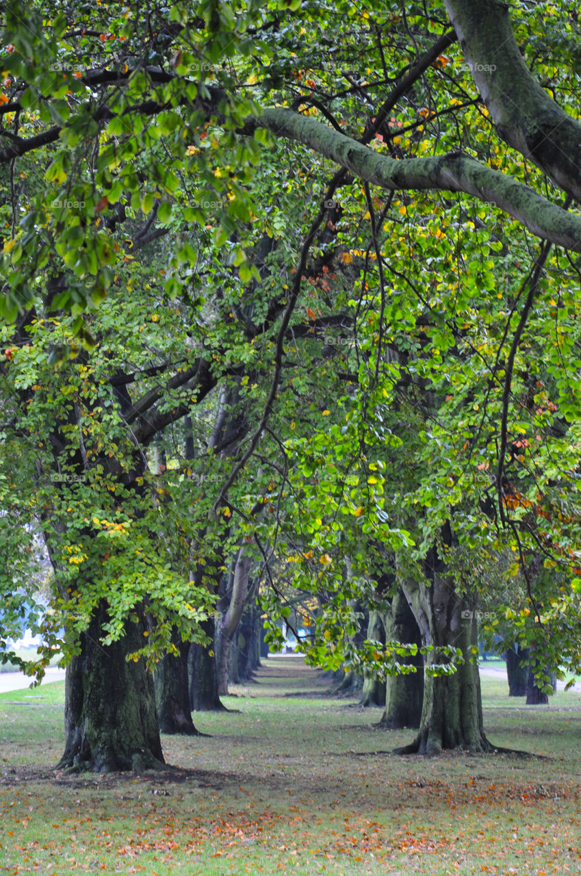 Autumn trees in park