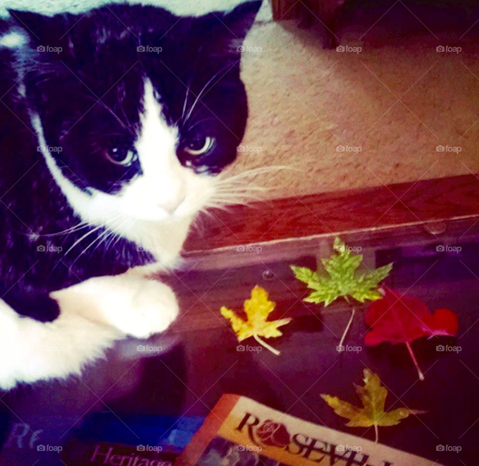 Cat and Leaves 
