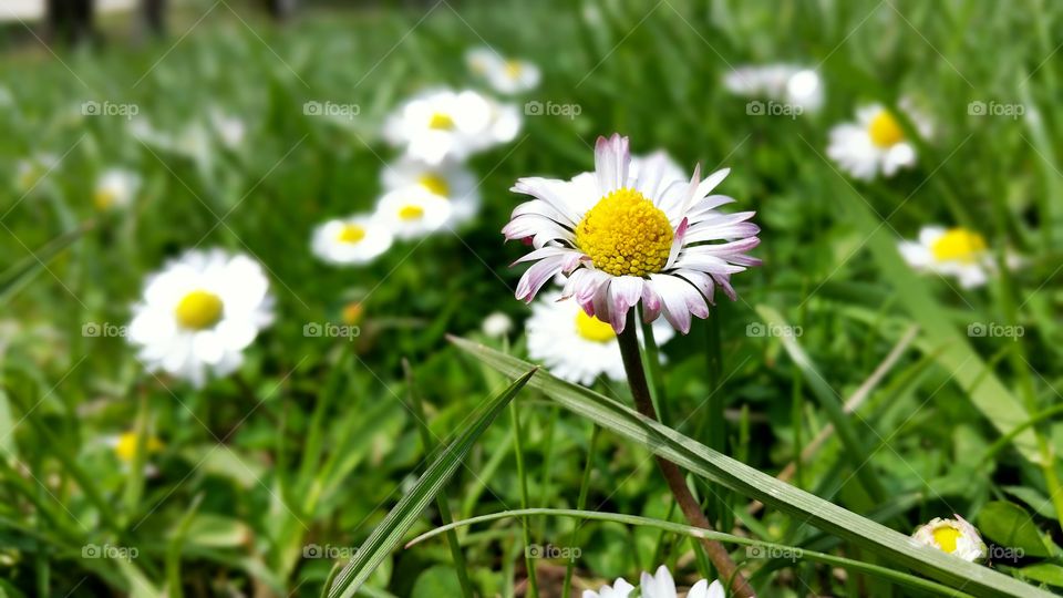 daisies