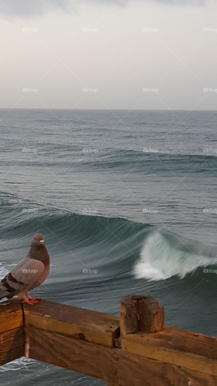 Perfect Ocean setting