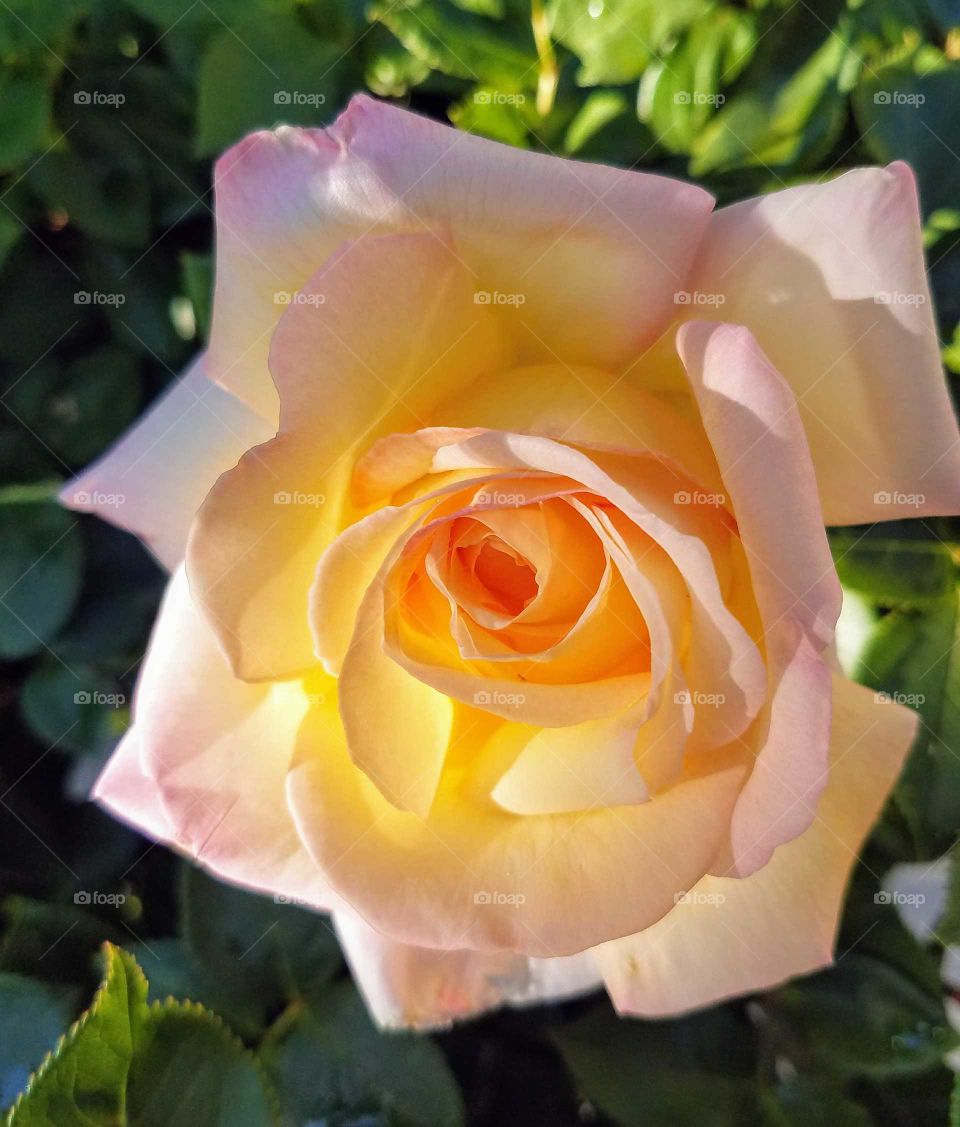 A yellow and pale pink rose in full bloom