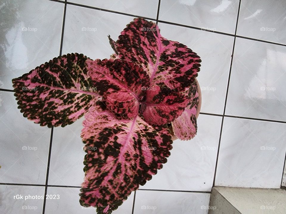 joseph coat of many colors