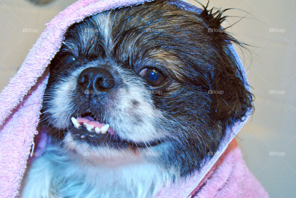 Happy Pekingese dog just had a refreshing bath with towel over head