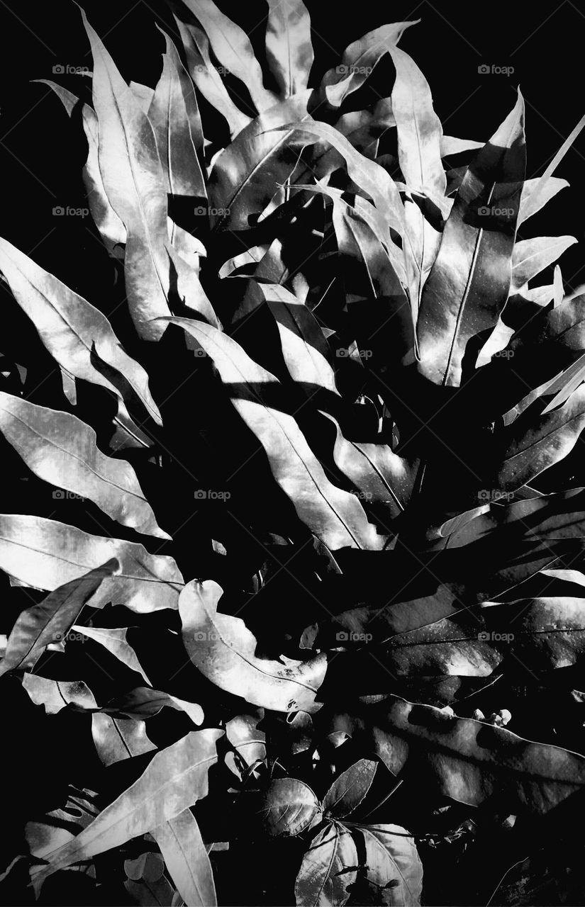 Uma espécie de Samambaia 