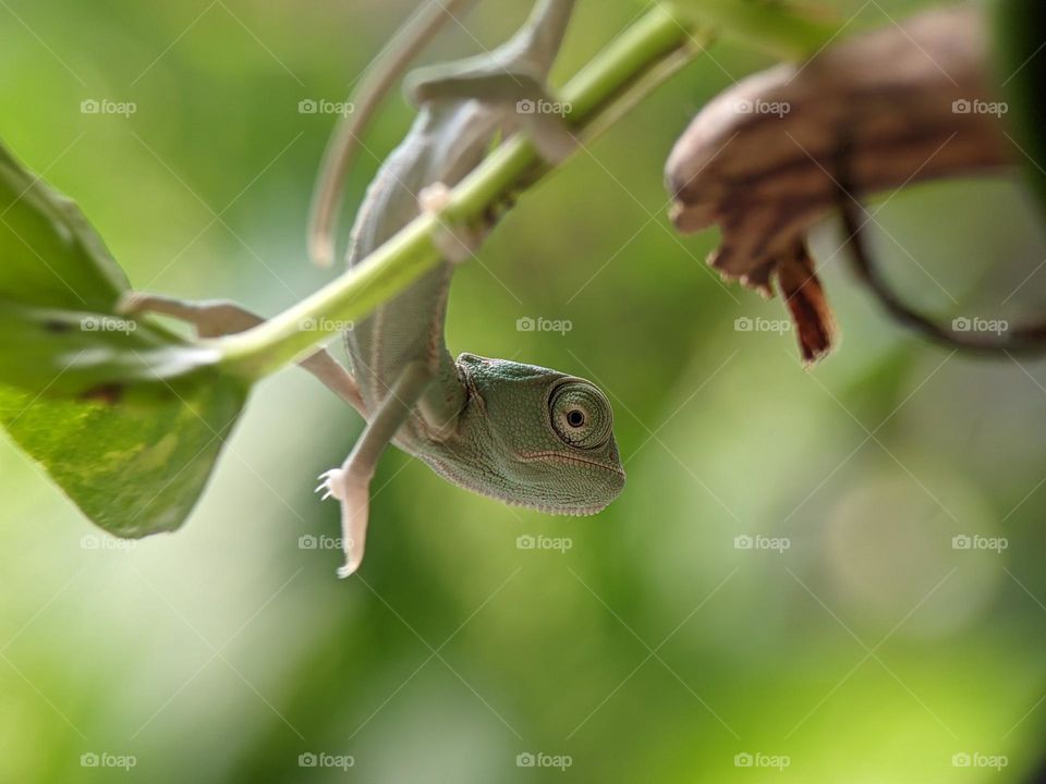 Green Baby Chameleon