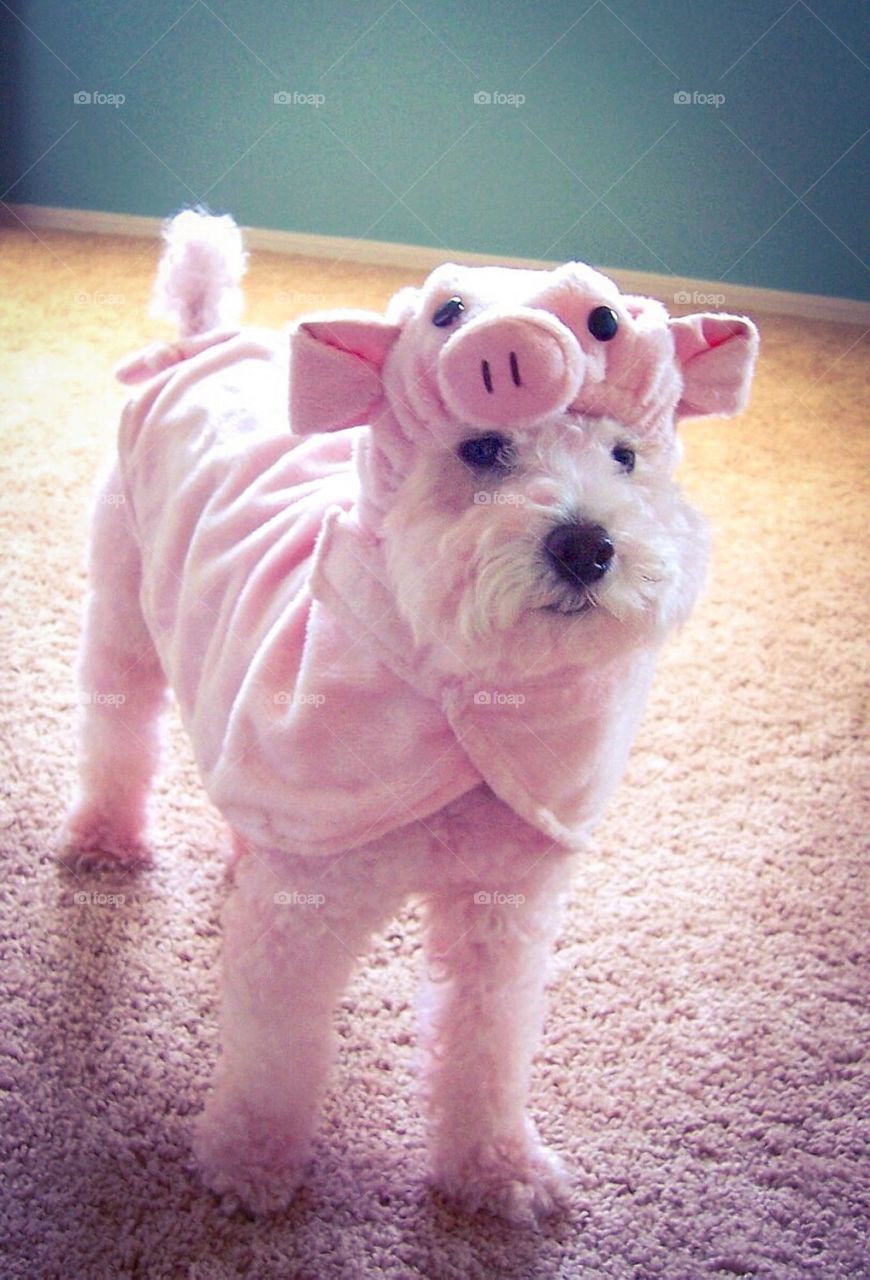Dog wearing pink dress