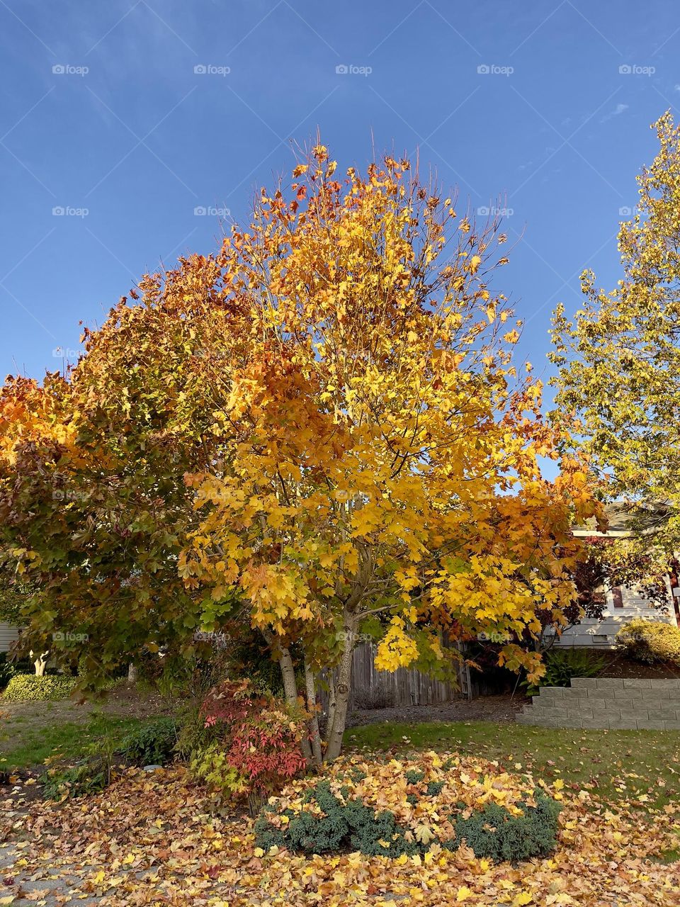 Yellow autumn trees 