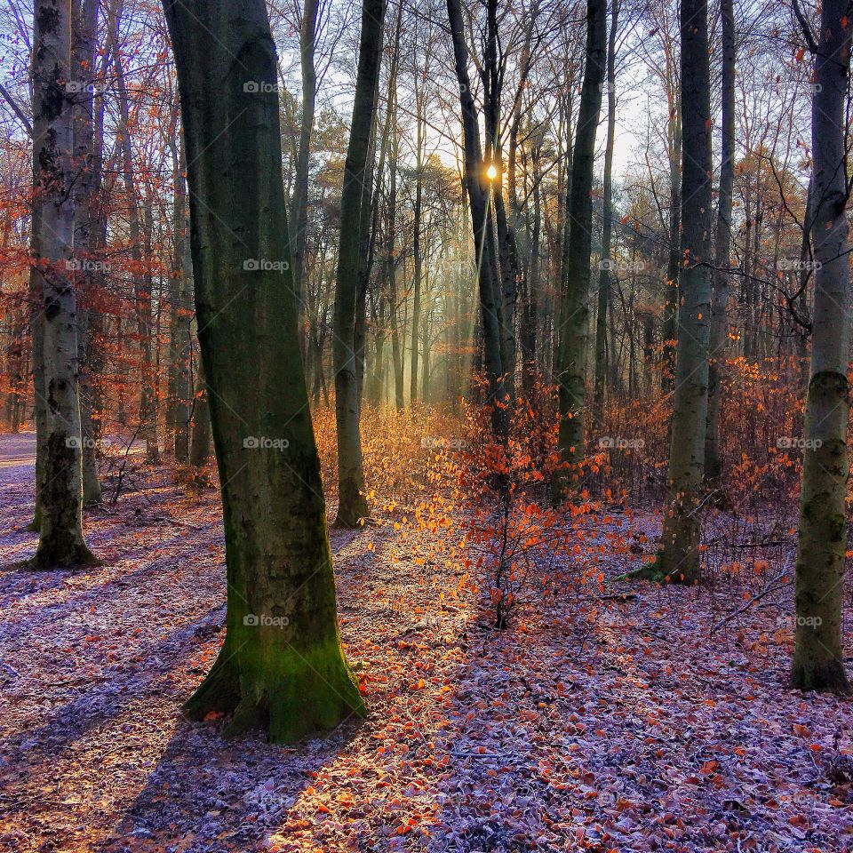 Sunlight passing on the tree trunk