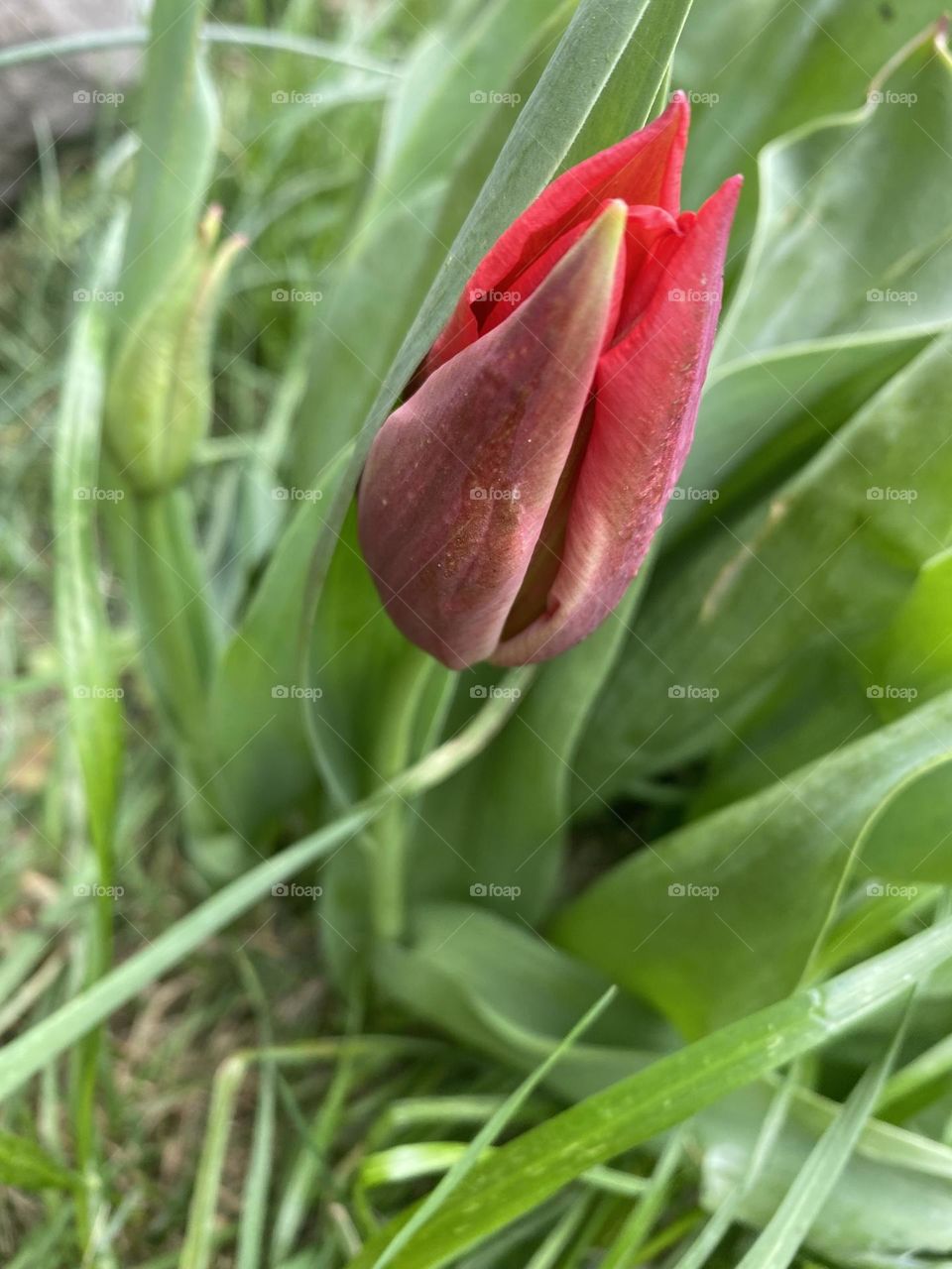 Spring is here now comes life 