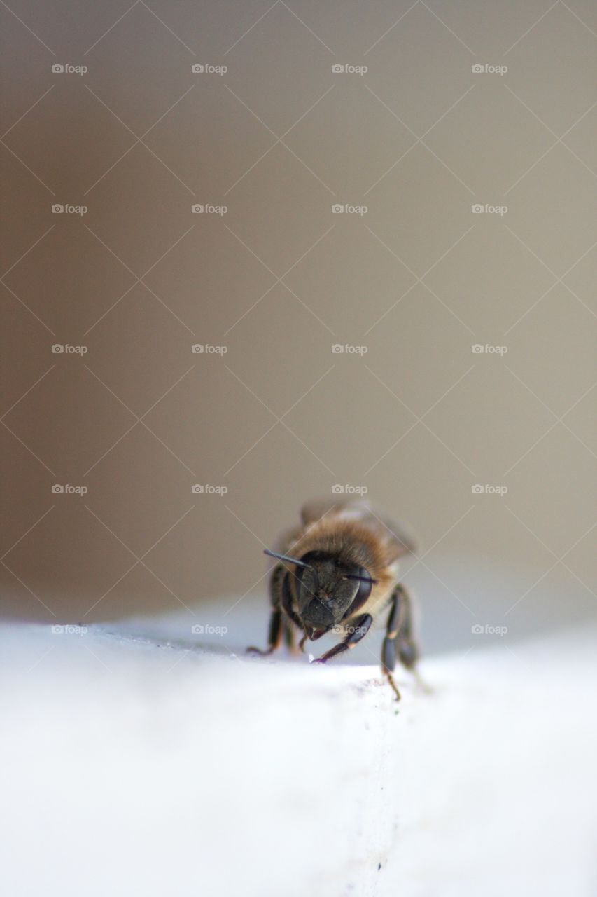 Honey Bee Mine