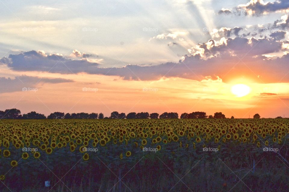 Sunset in sunflower field