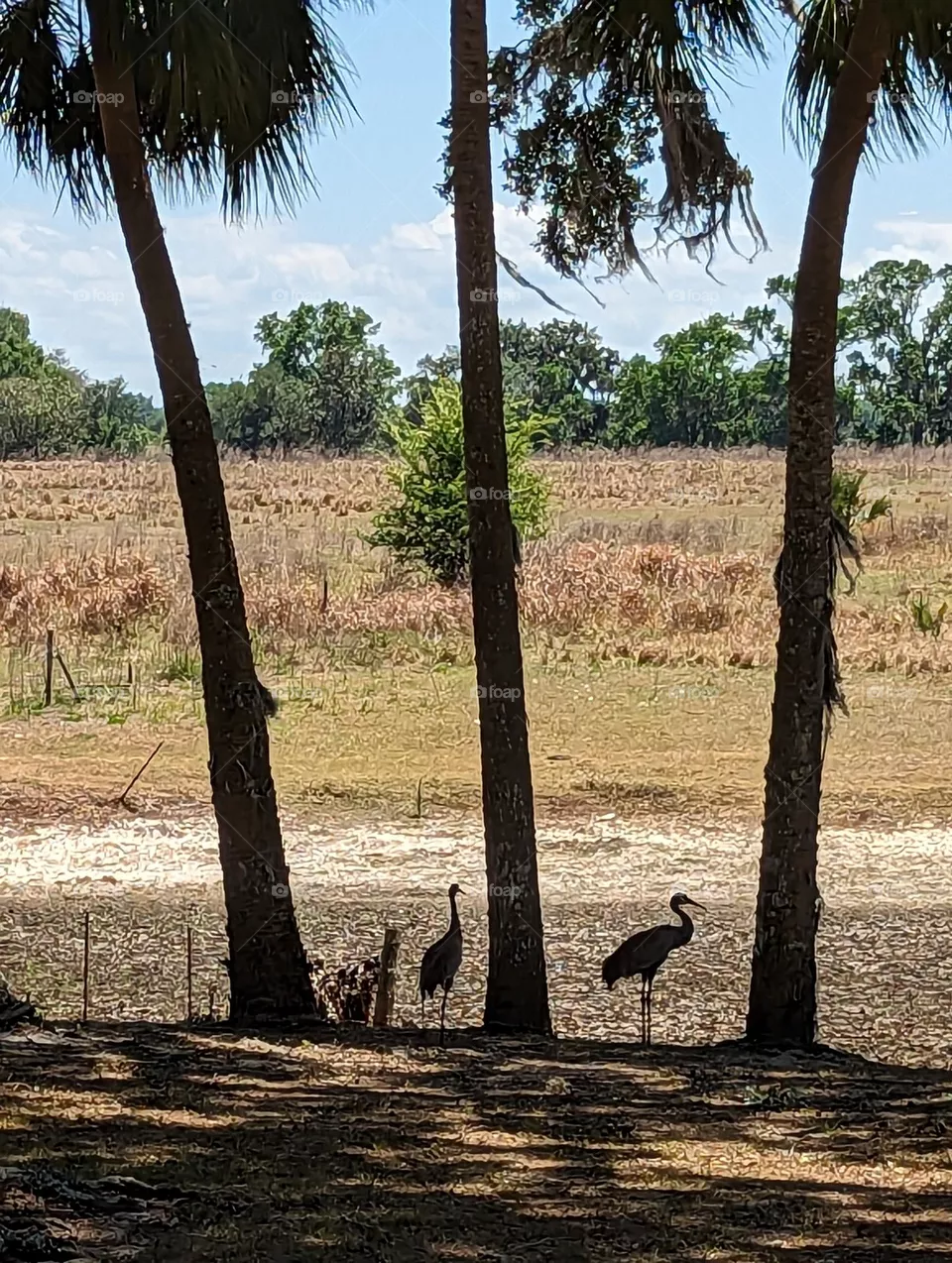 Birds Between Palms