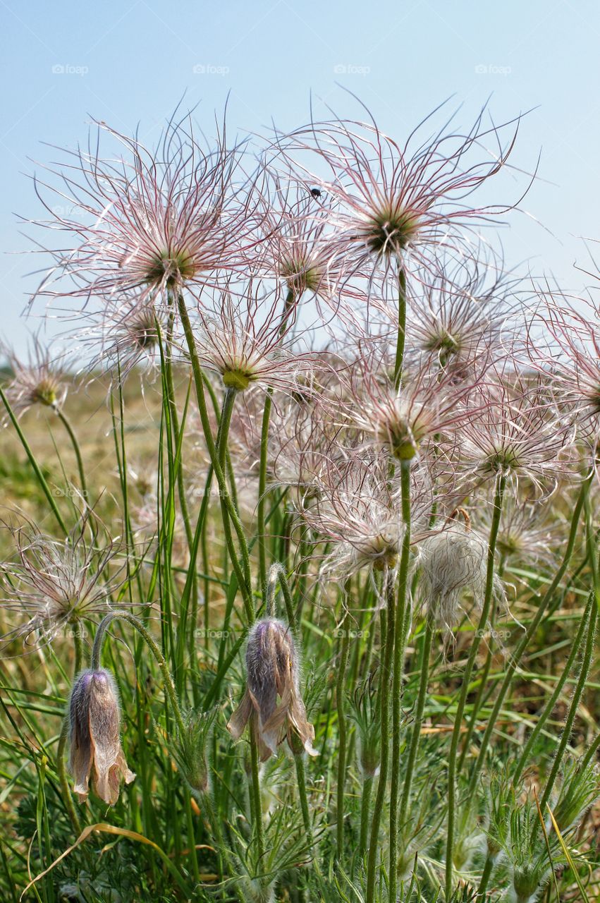 Close-up of flowers