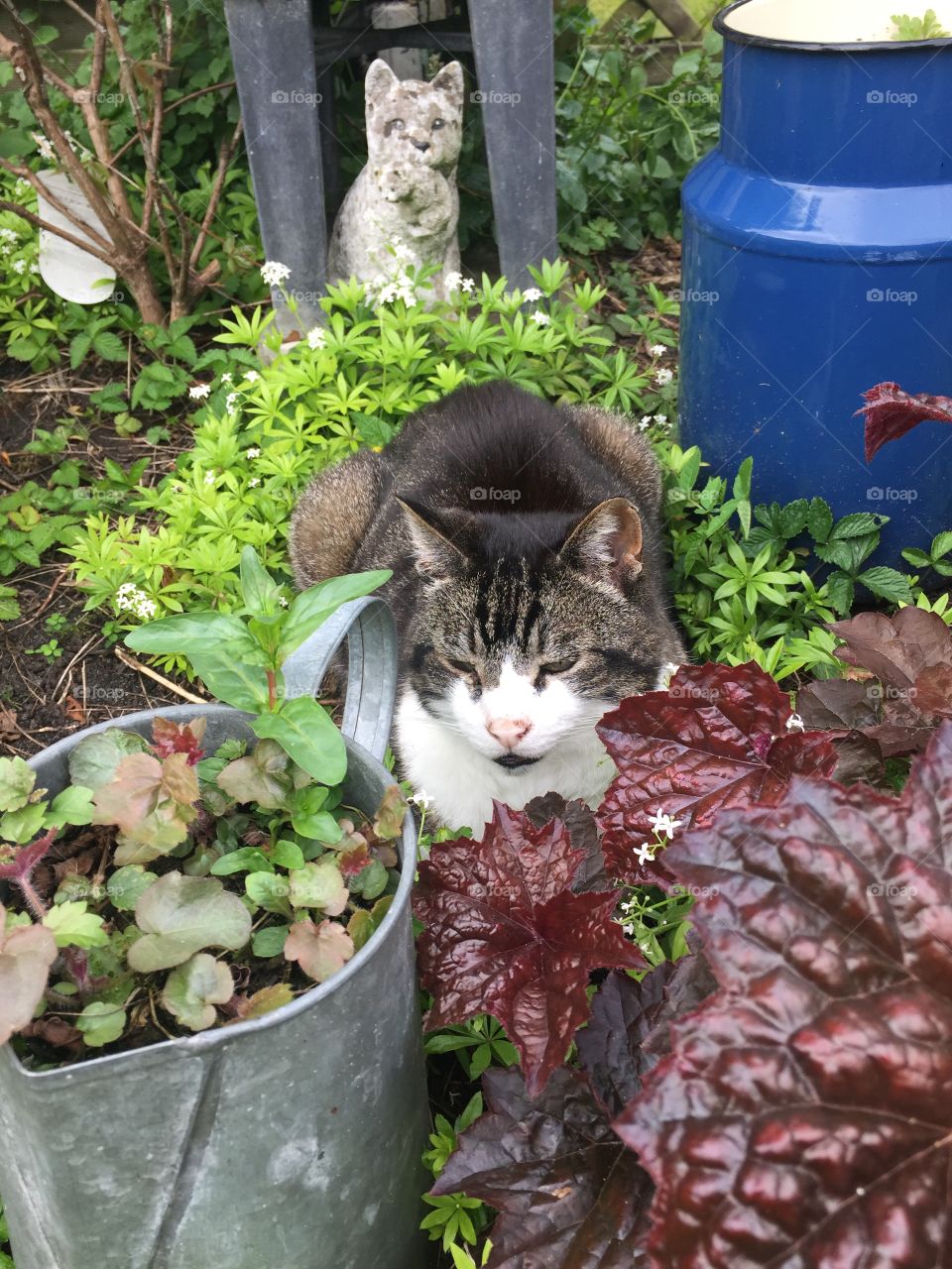 Garden Cat