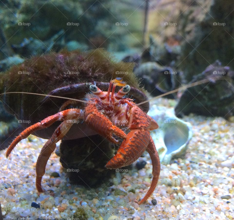 Interesting crab