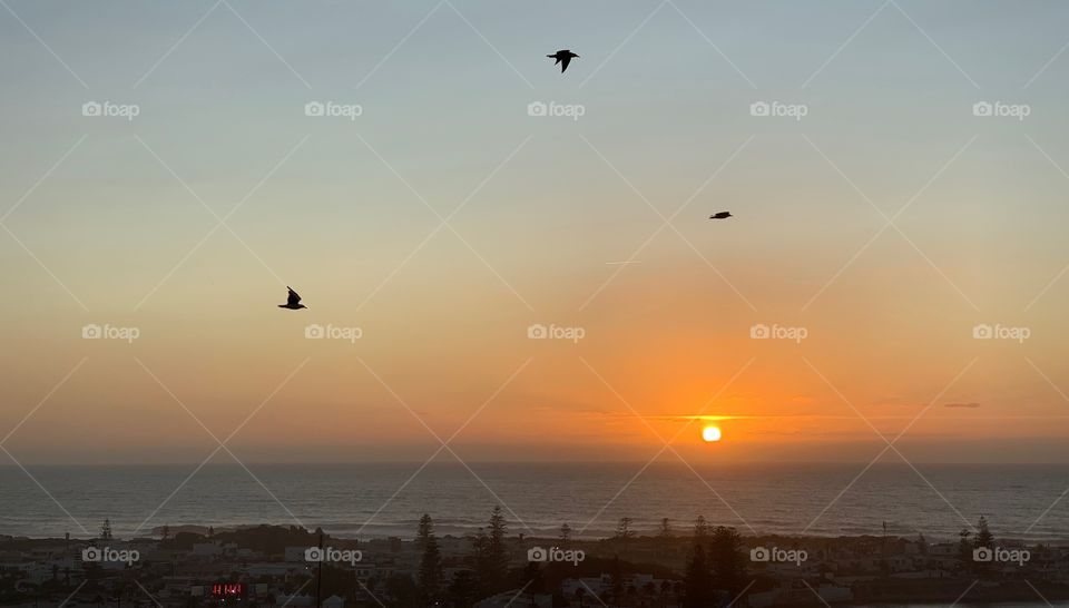 Les oiseaux et le coucher de soleil 