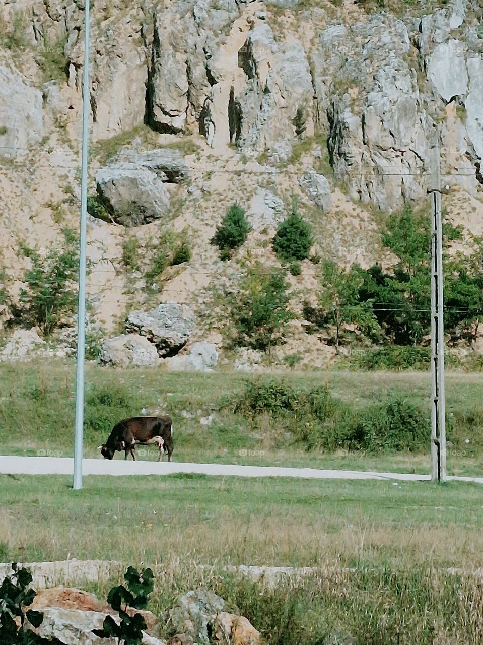 cow in the pasture