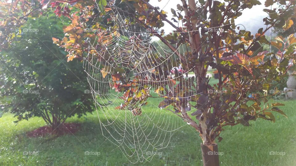 spider web