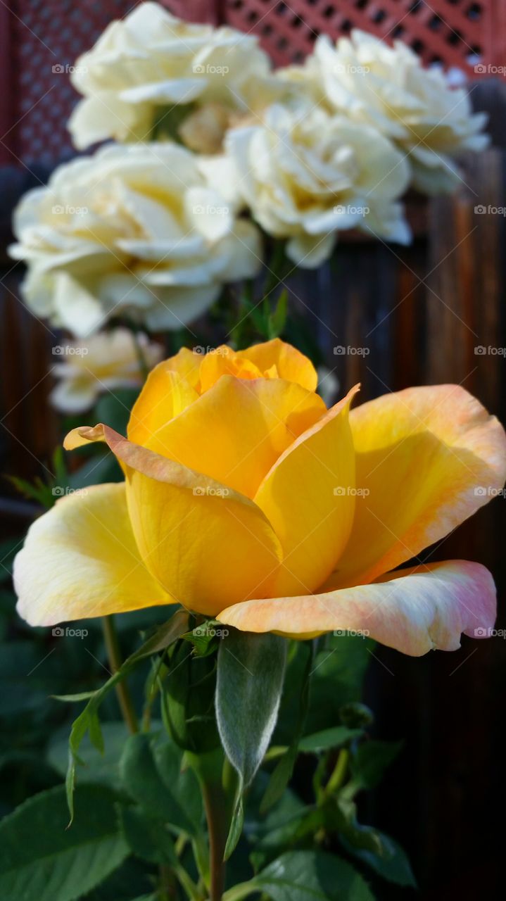 A single yellow rose shines in front of softly blurred white roses.