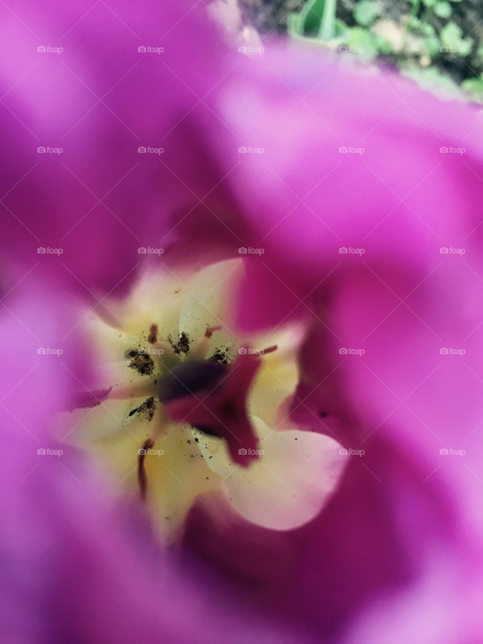 Closeup of inside of a purple tulip in my garden in the month of March showing its yellow inside against the purple.