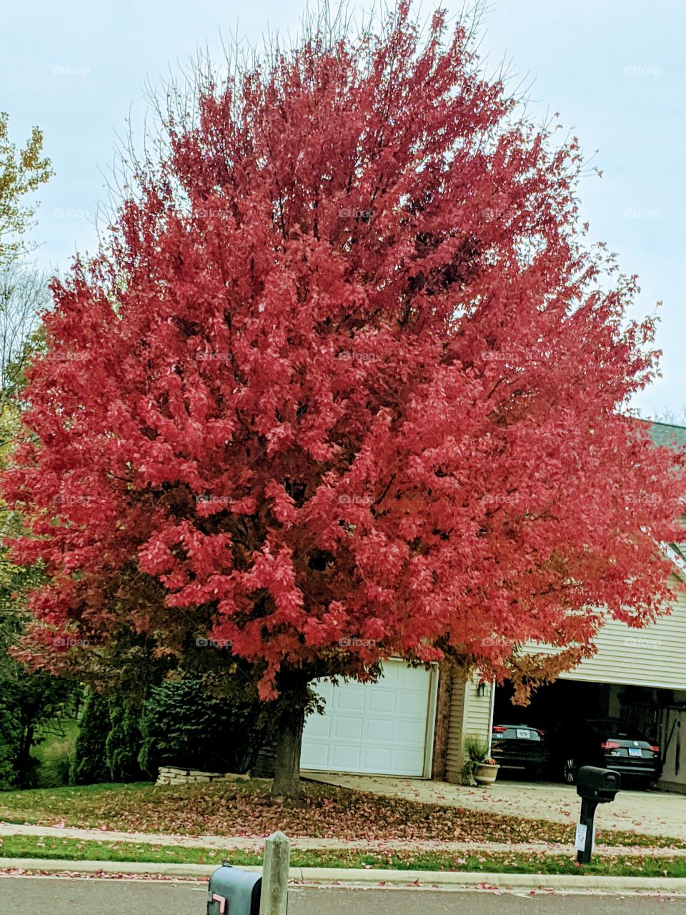 Beautiful Oak Tree 🌲❤️This colourful tree makes always Autumn wonderful ❤️