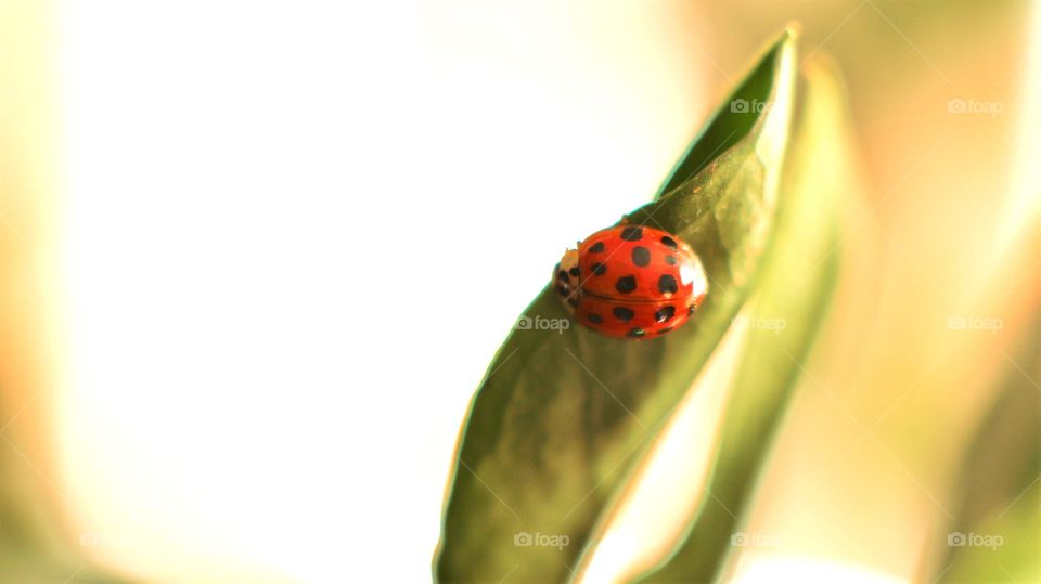 Ladybug