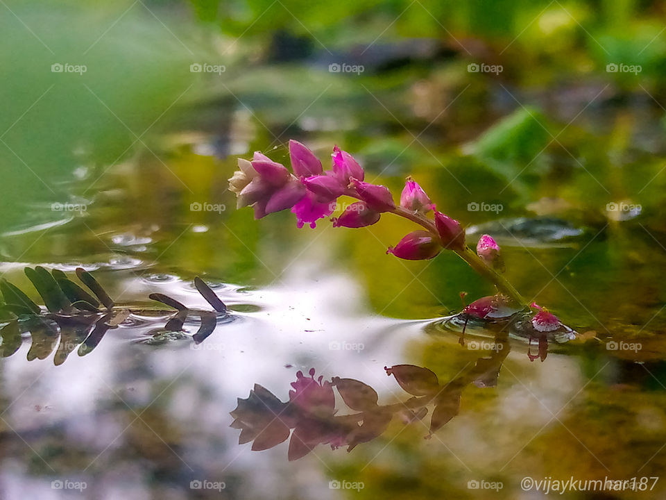 Flower reflection In water👌👌
