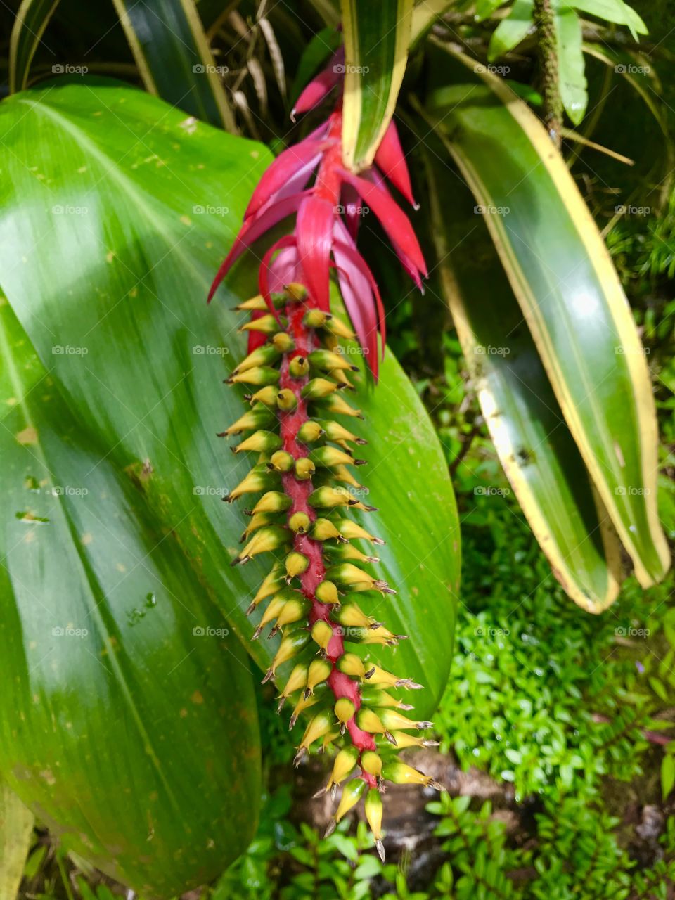 Spiky Hawaiian plant
