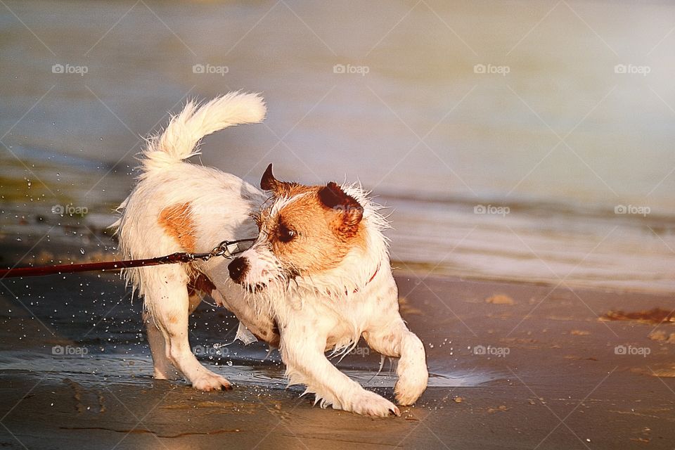 Dog on the beach