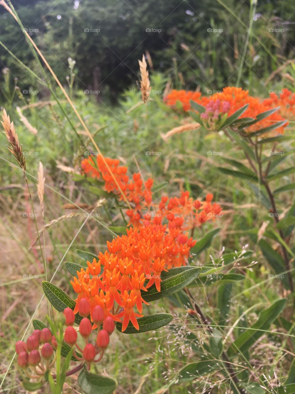 Butterflyweed angles